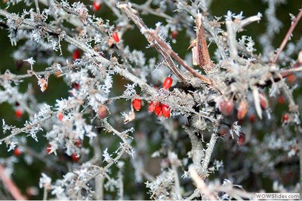 winterbeeren